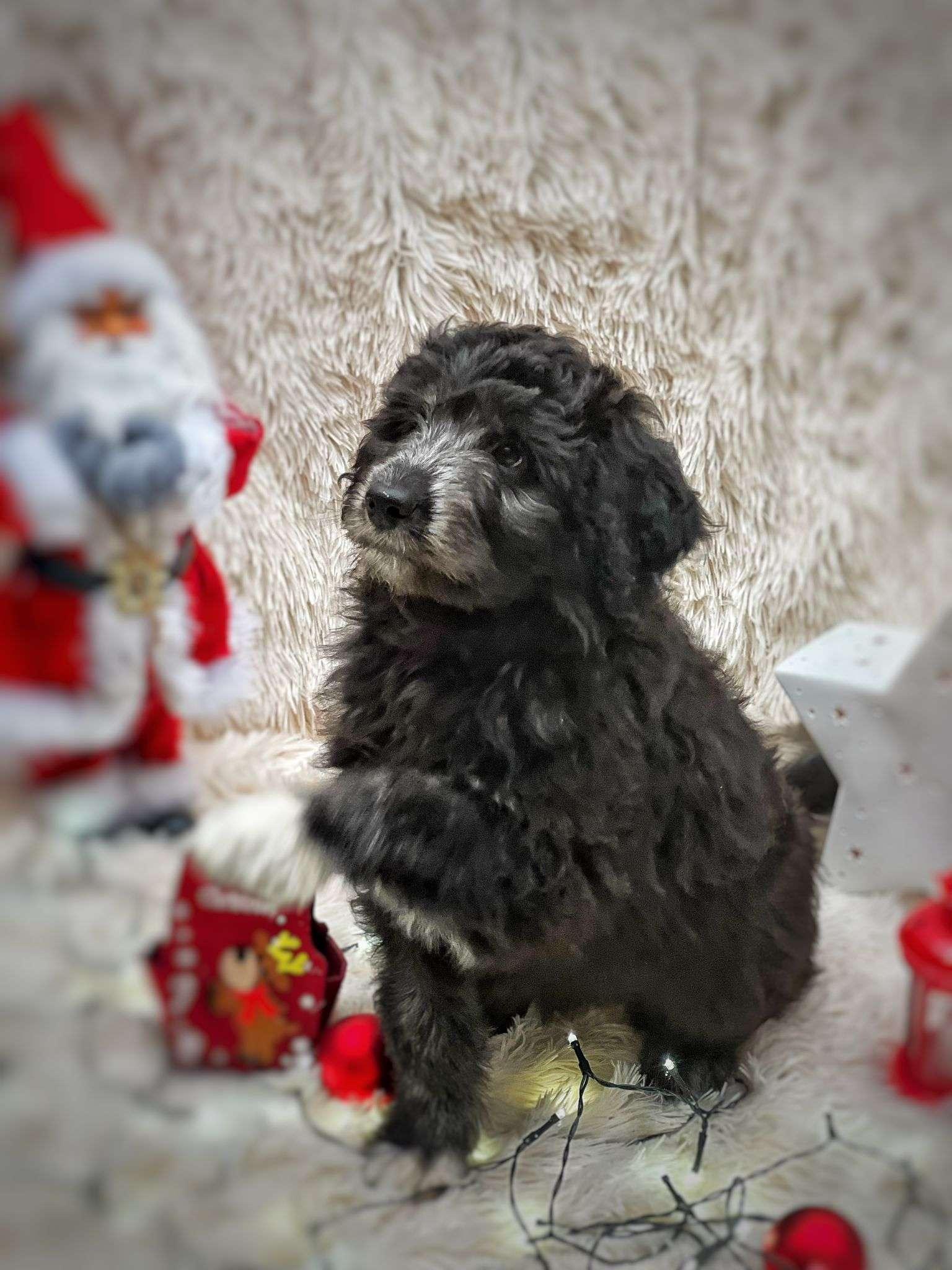 AUSSIEDOODLE
