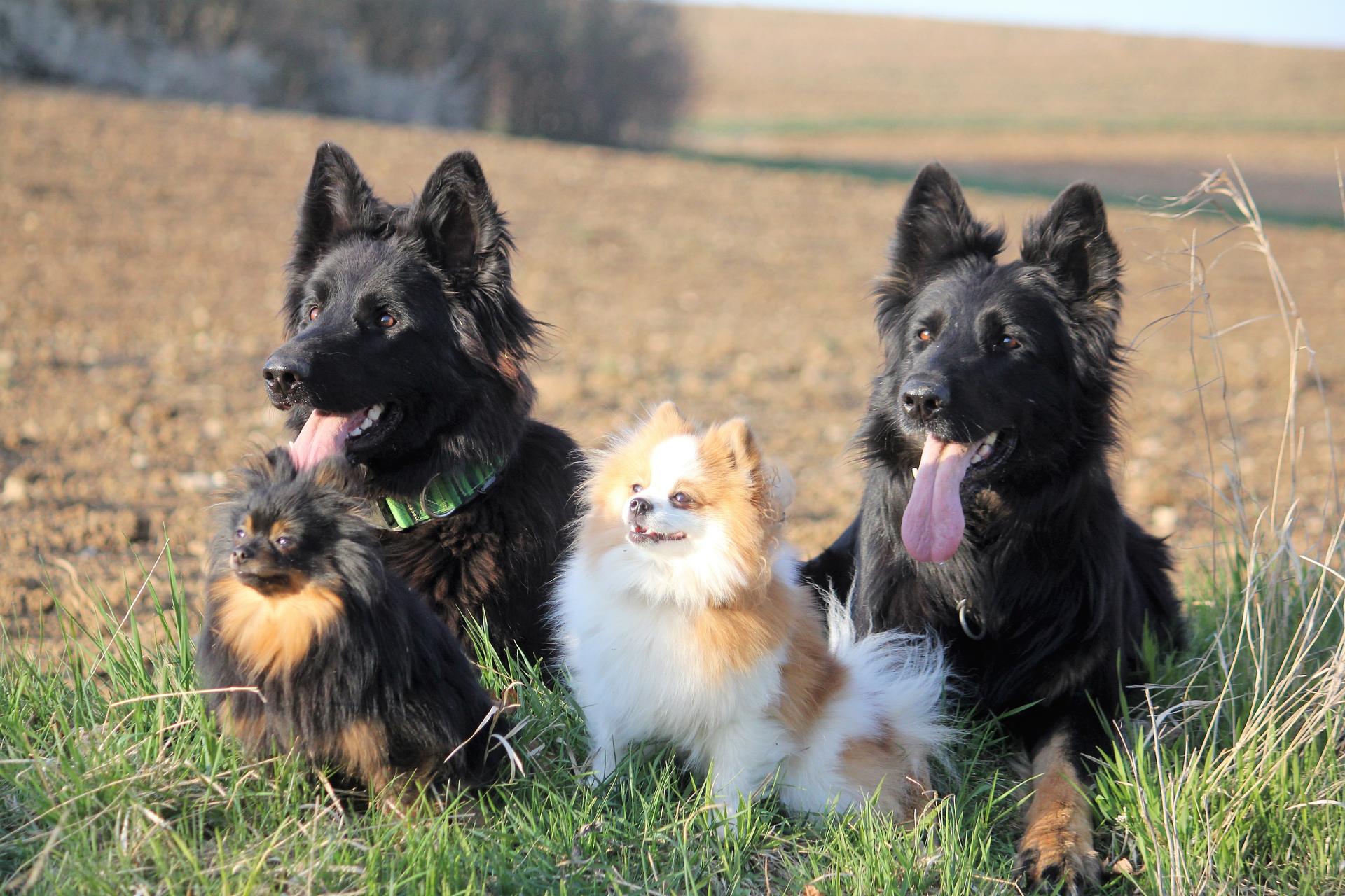 Kleinspitze v. d  Schüpfer Zwergen und Langhaar Schäferhunde von den Schüpfer Hexen