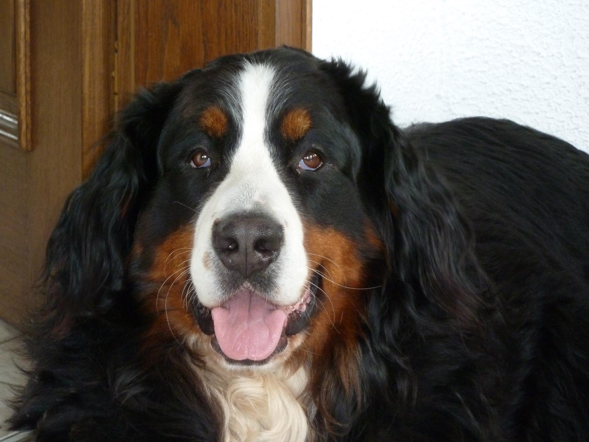 Berner von der Römerschanze