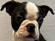 Von den Manchester Hexen Boston Terrier Zucht