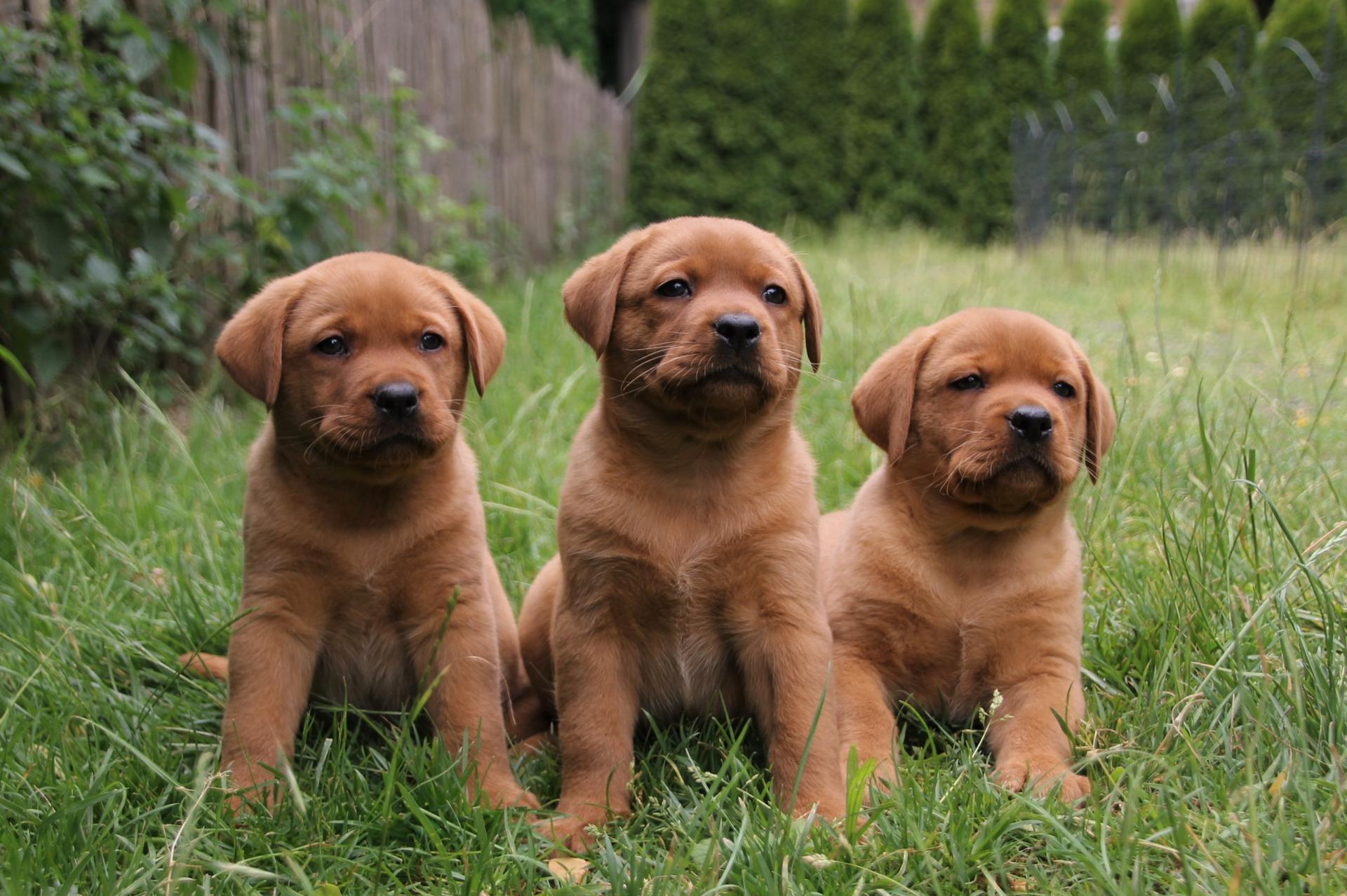 Labradorzucht of AH-Cattle Ranch (vom Auhof)