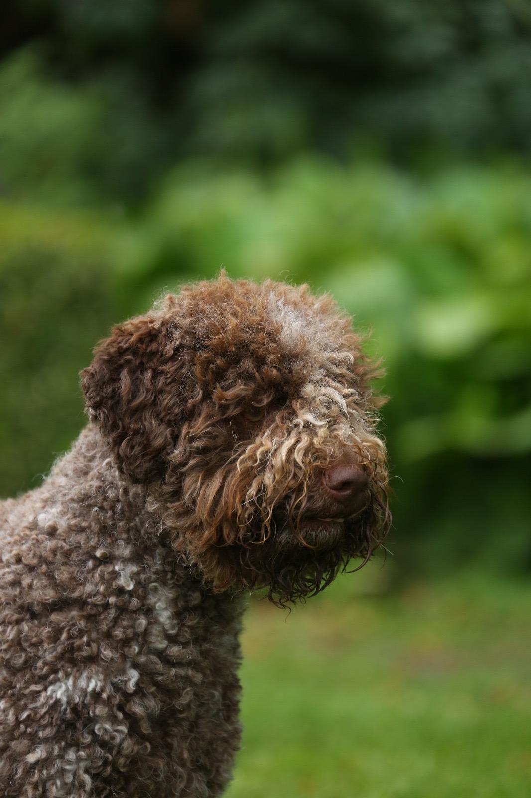 Lagotto von Villa Eiche