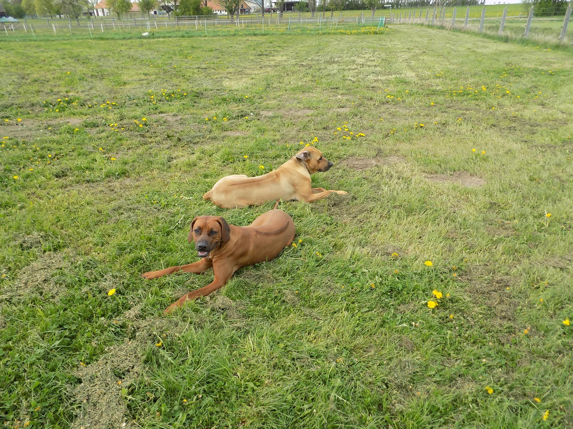 Kennel: RRR of Mombasa1 Reinrassige-Rhodesian-Ridgeback.Farm