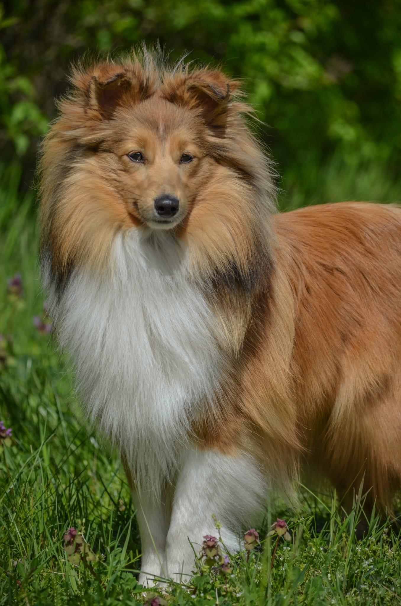 Shelties von den Vitalienbrüdern