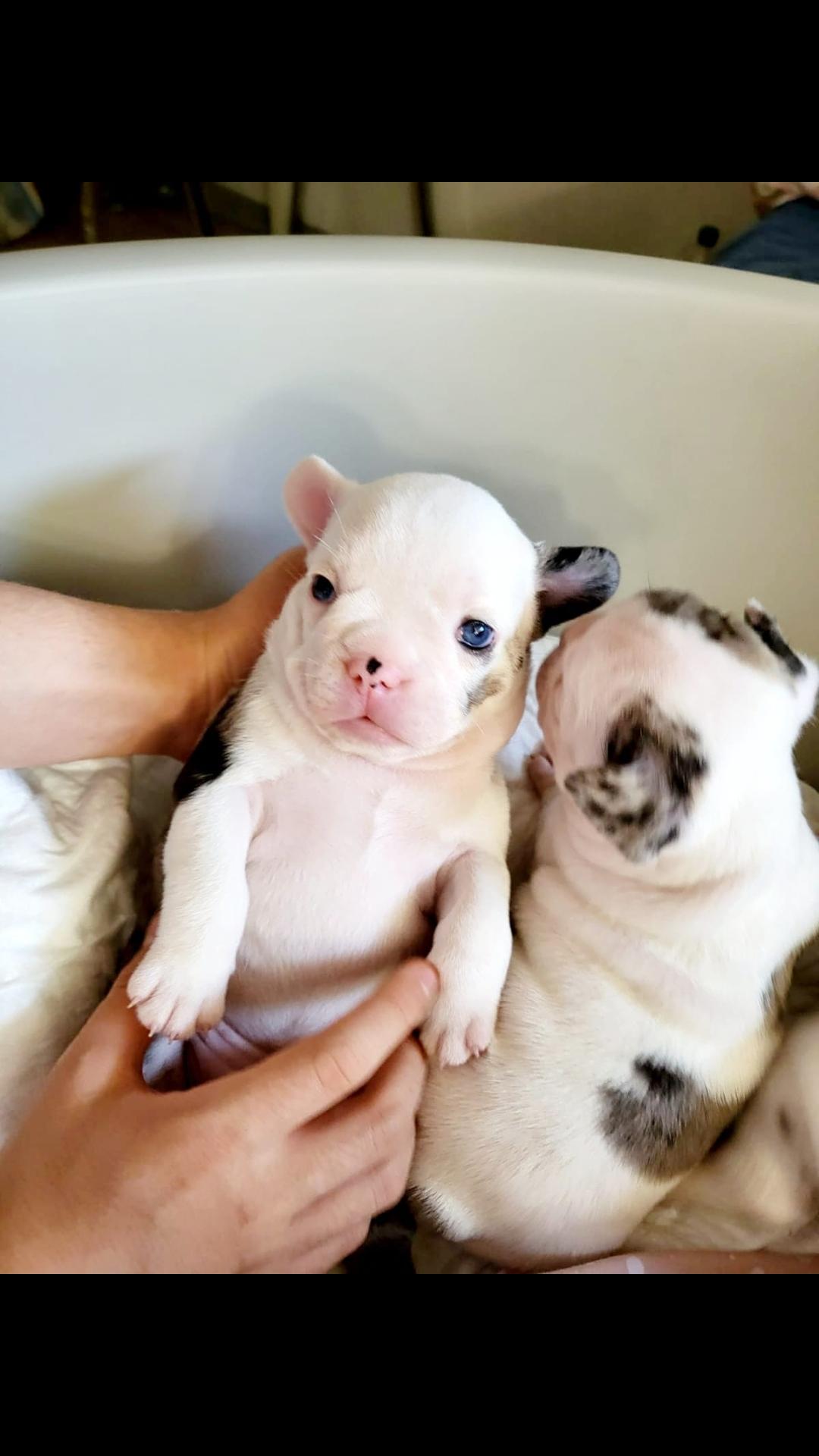 Französiche Bulldoge