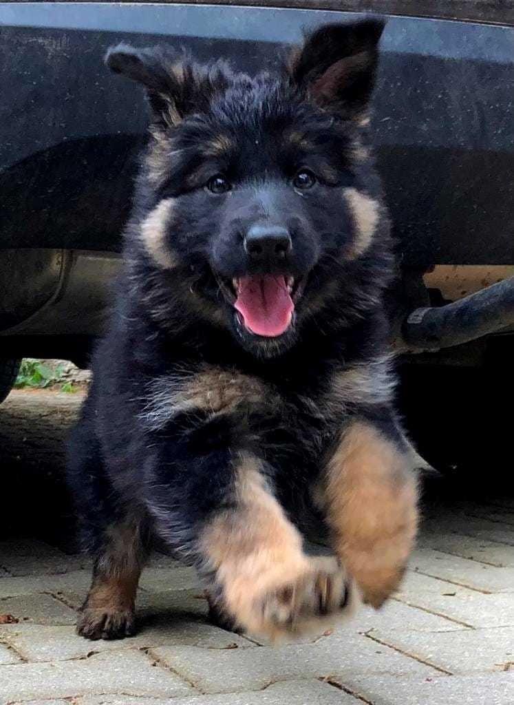 Altdeutsche Schäferhunde aus dem Waldquellental IRHZV