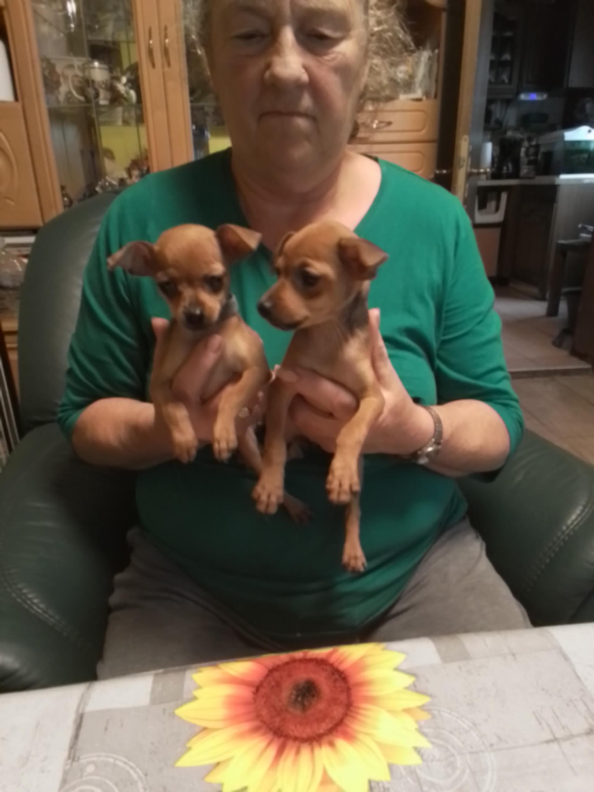 Prager Rattler Zwinger vom Steinachtal