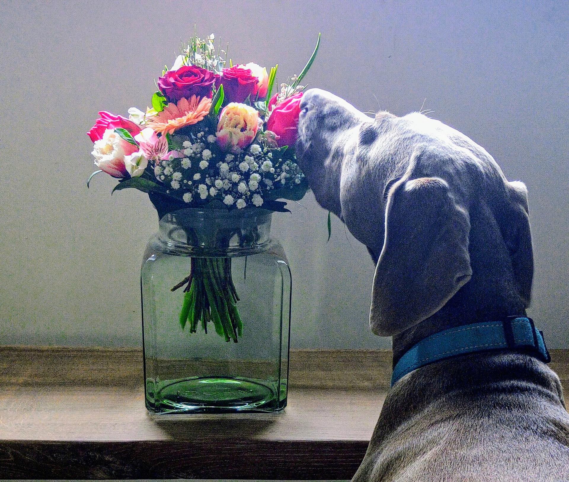 Weimaraner vom Neufnachtal