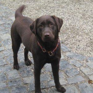 Labradore von der Zauberschmiede