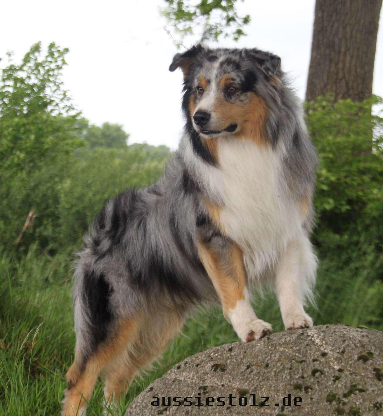 Kennel Von Pfotenstolz