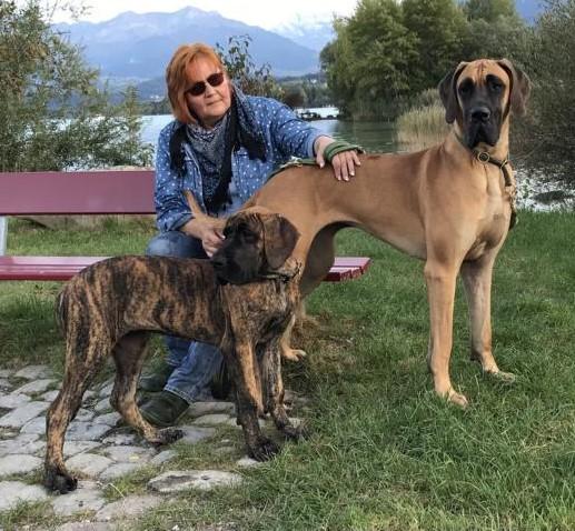 Deutsche Doggen von Borchers` Hoff