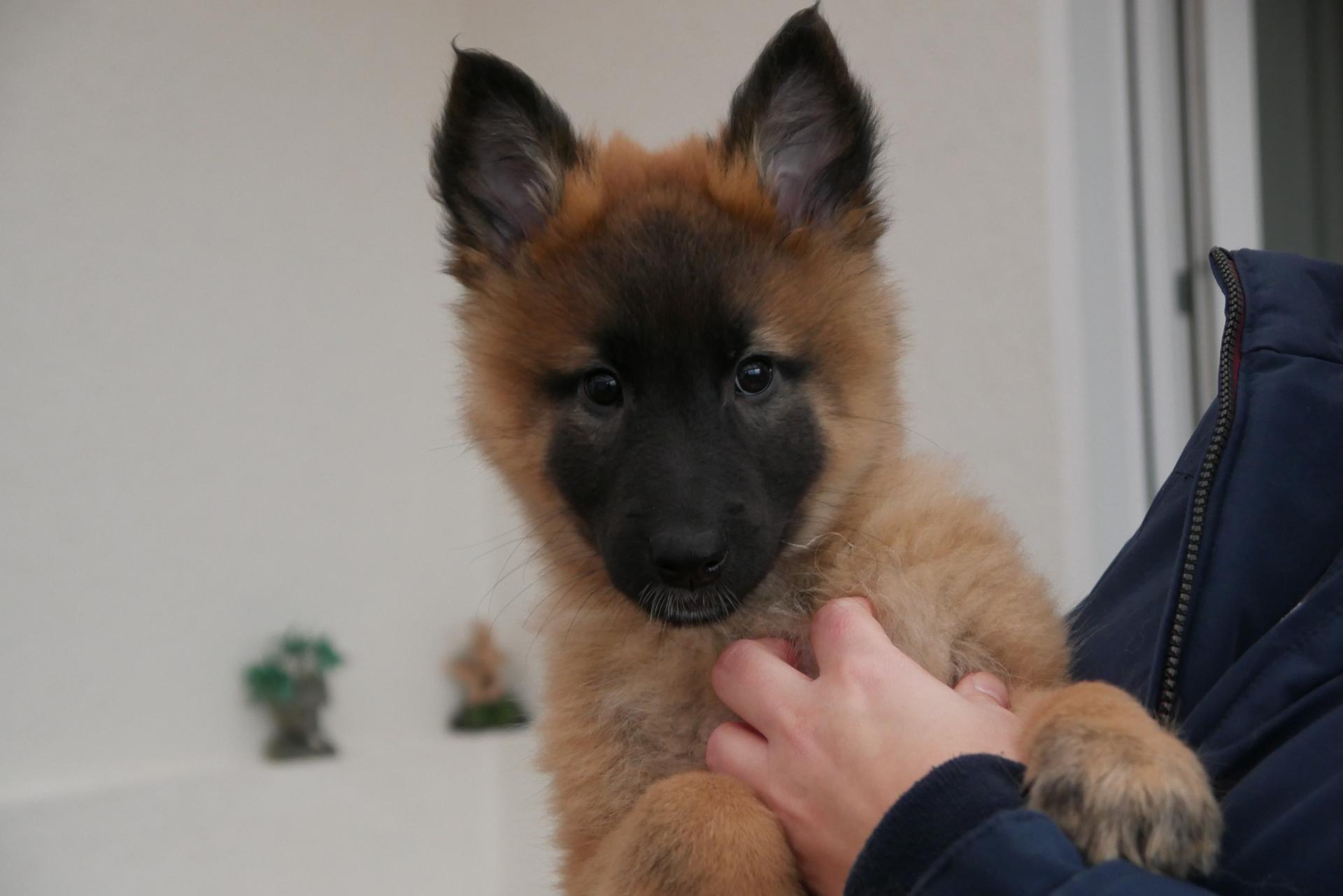 Tervueren vom Reesberg