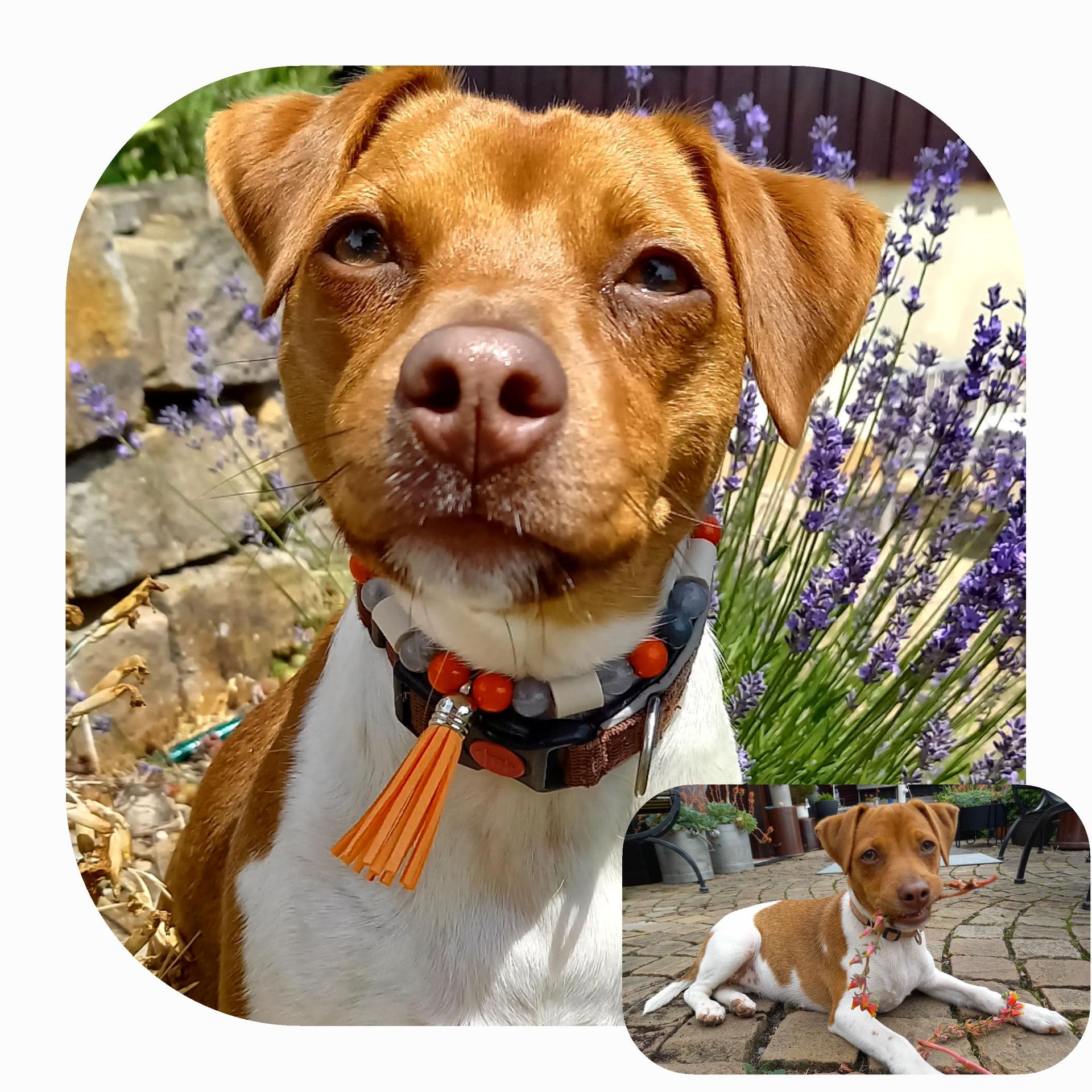 Danish-Swedish-Farmdog "vom Wilsenbach" 