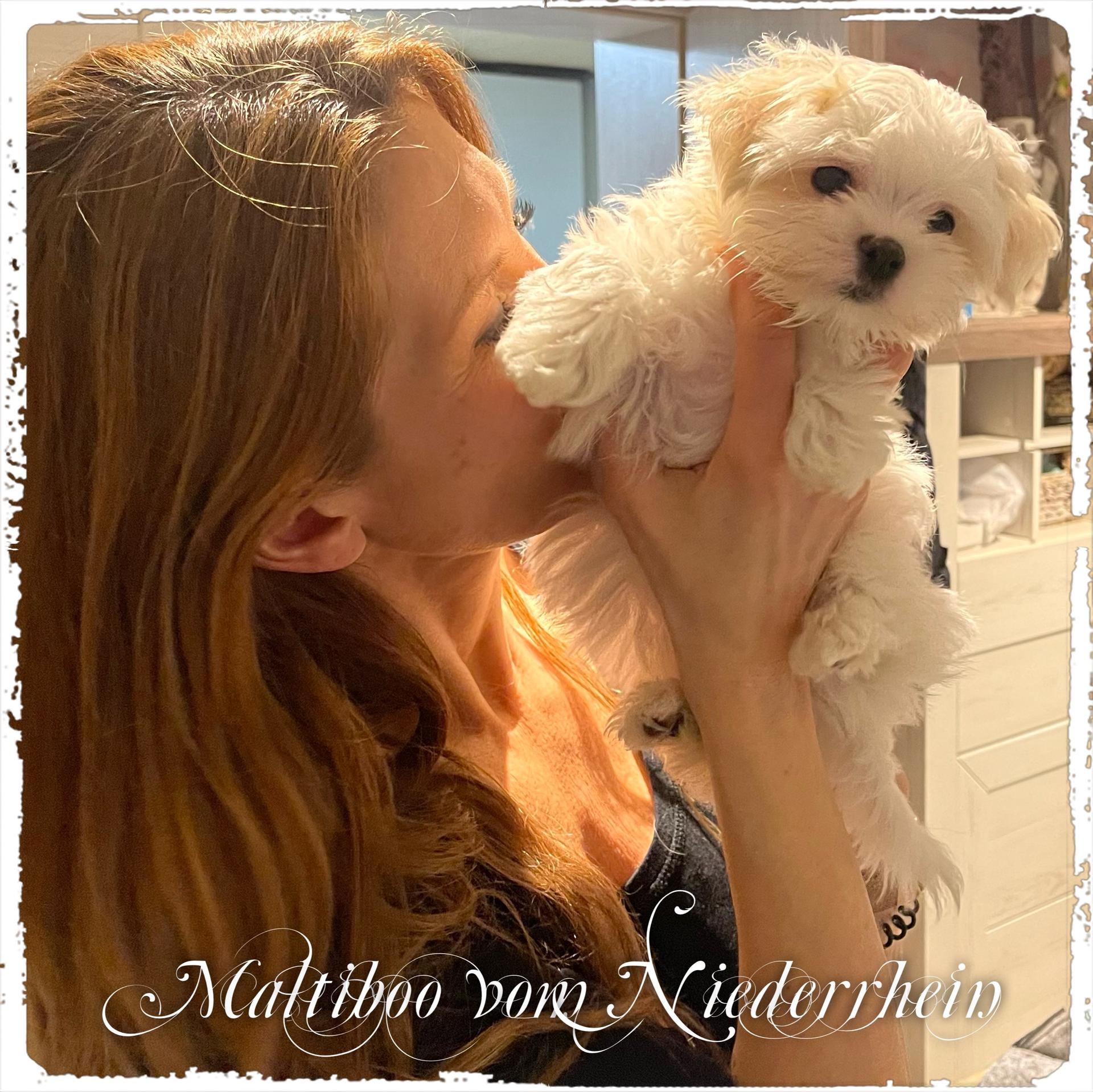 Maltiboo vom Niederrhein 