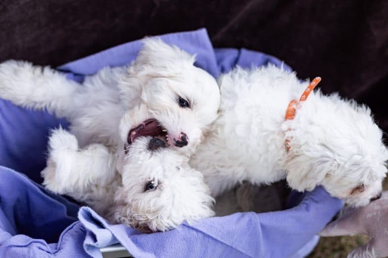 Tierheim 'Arche Noah' /Günzburg