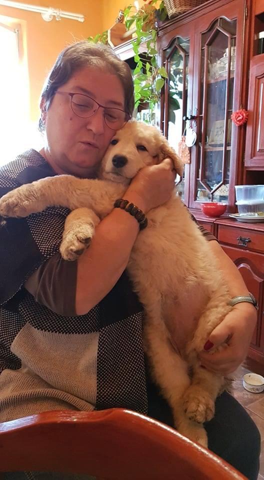 Wigdalir Kuvasz Zucht nur mit Ungarischen Linien