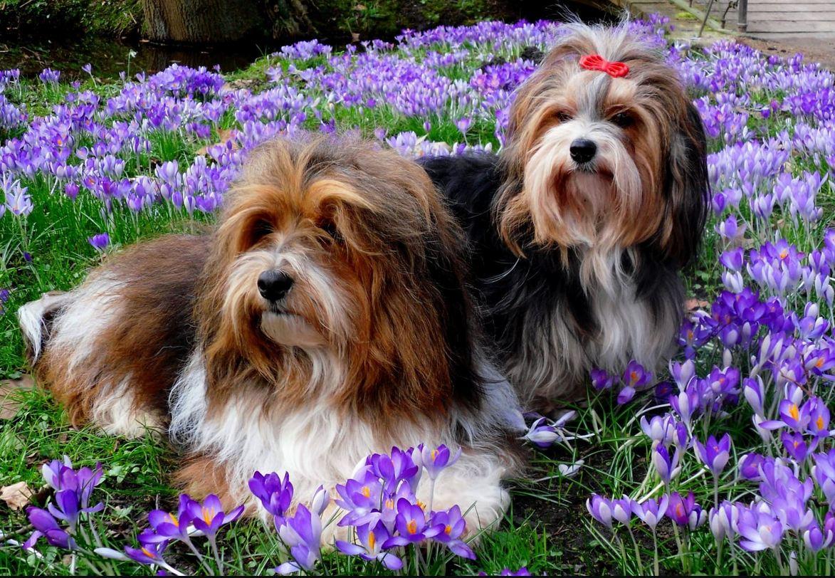 Havaneserzucht  vom  DREI - LÄNDER - ECK