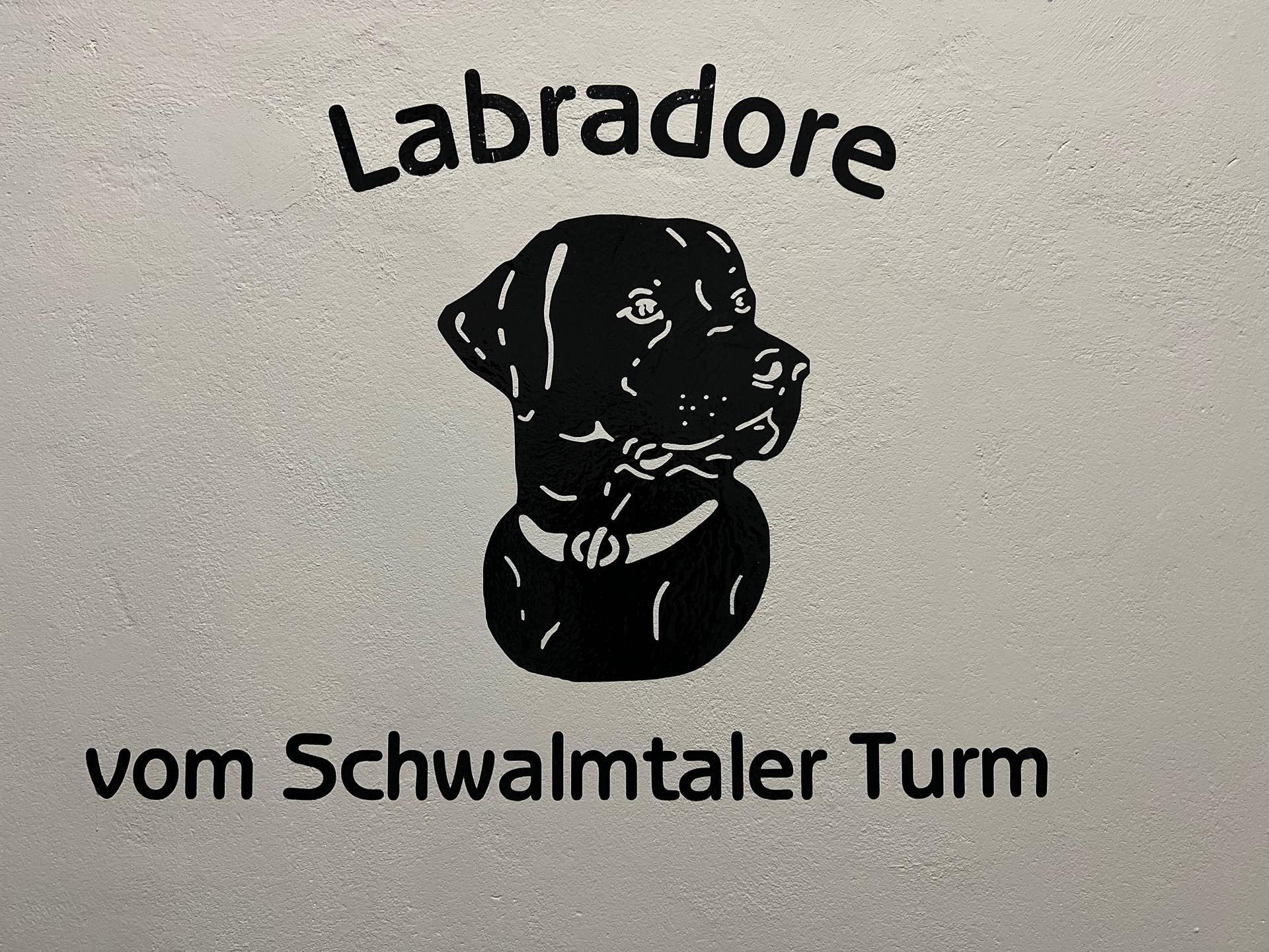 Labrador vom Schwalmtaler Turm
