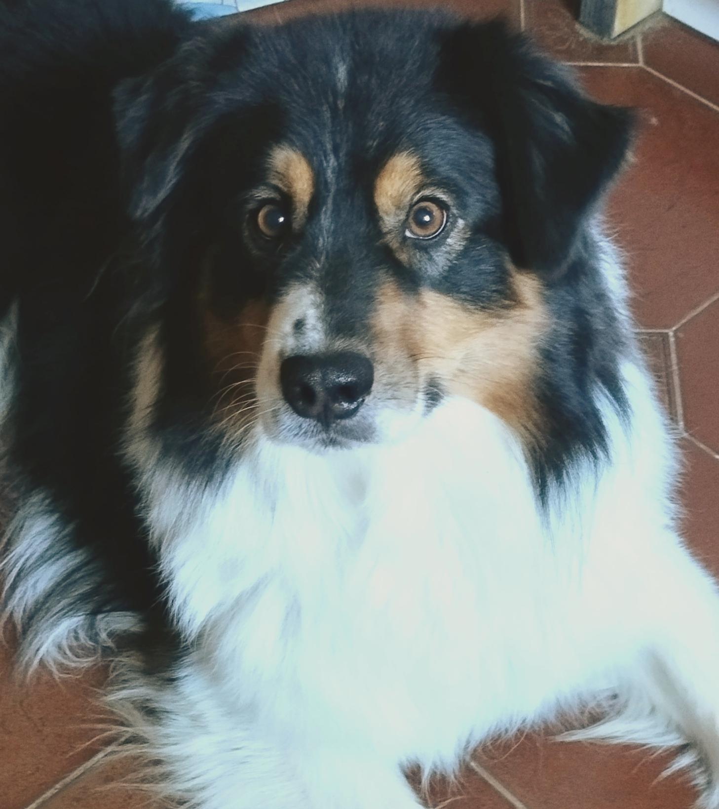 THE GENTLY BODYGUARD