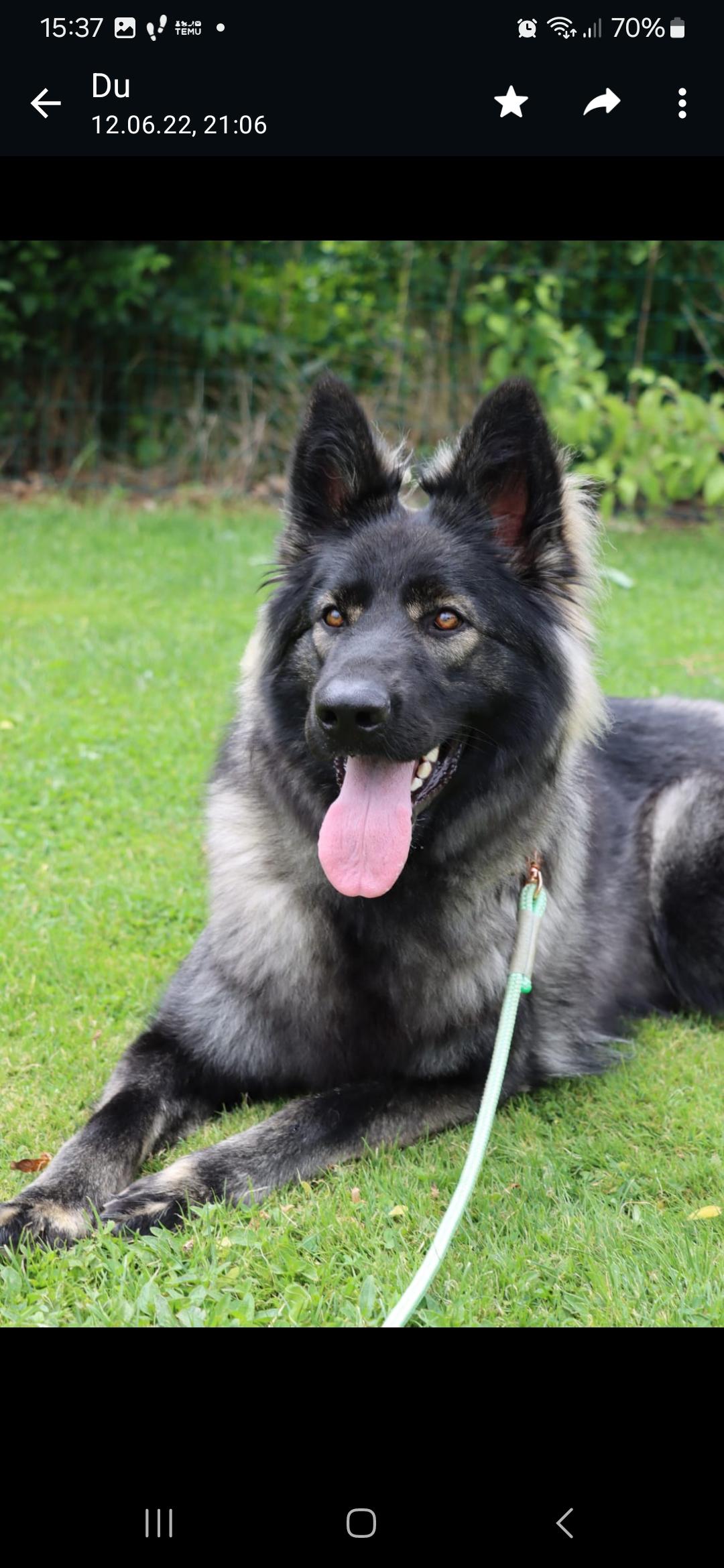 Hundezucht of Mystery Grey 