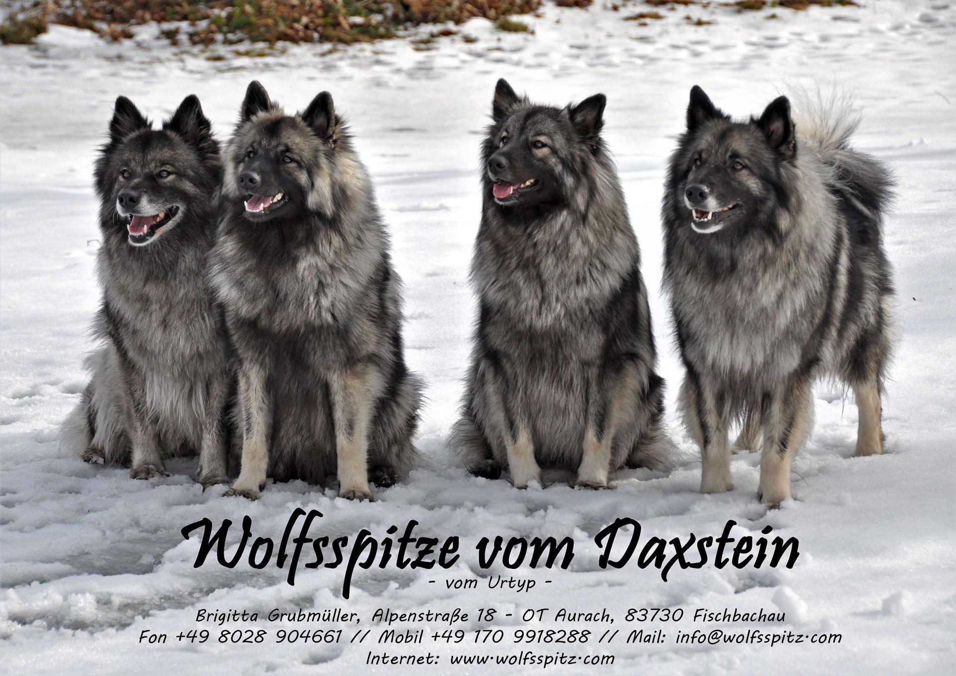 Wolfsspitze vom Daxstein