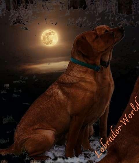 Labradorzucht "von Simones treuen Seelen"