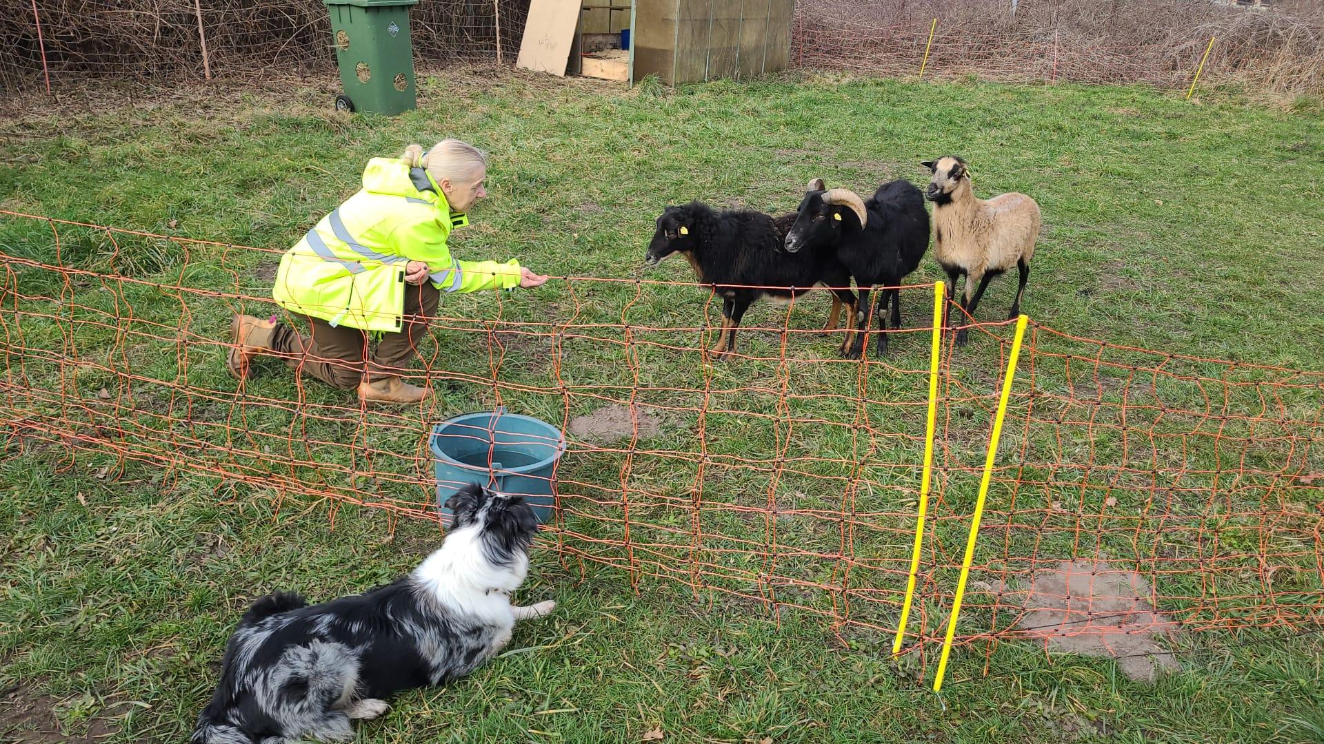 Border Collies von Samanthas Garden of Silz 