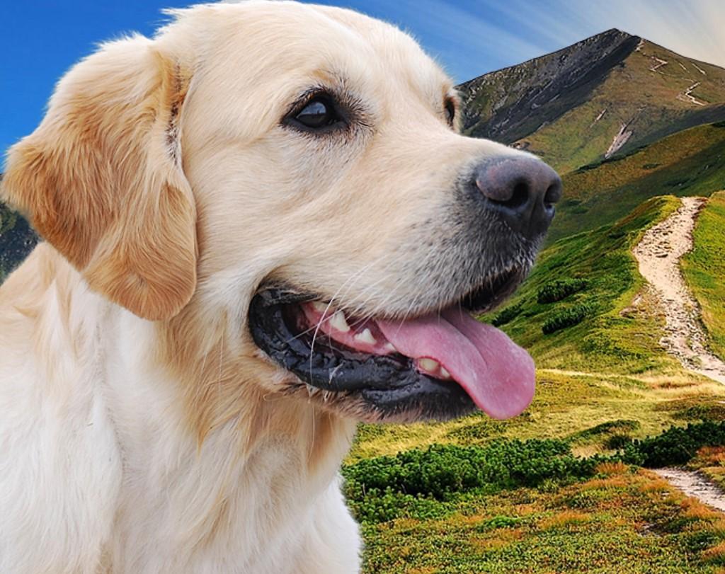 Golden vom Desenberg 