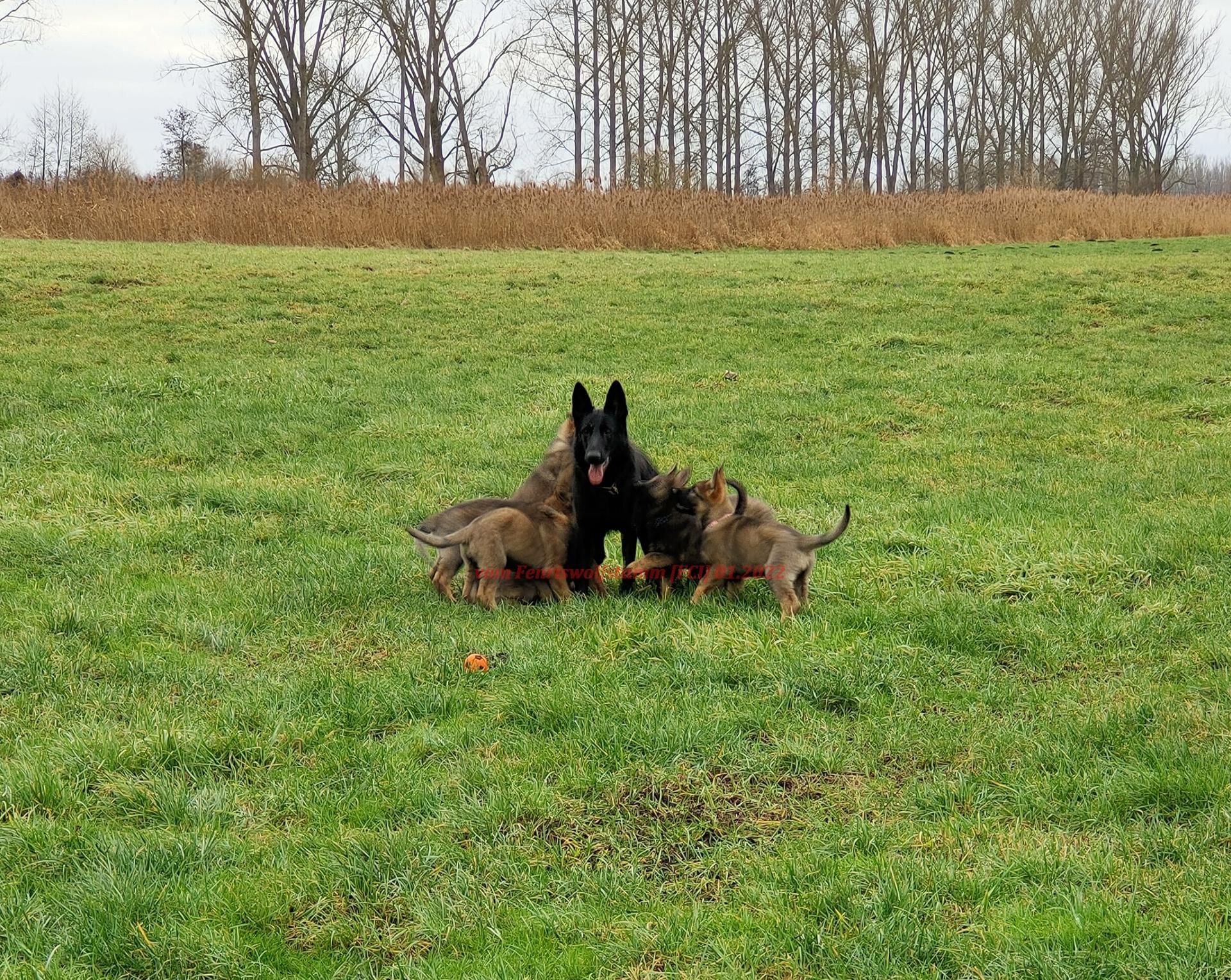 vom Fenriswolf/-stamm