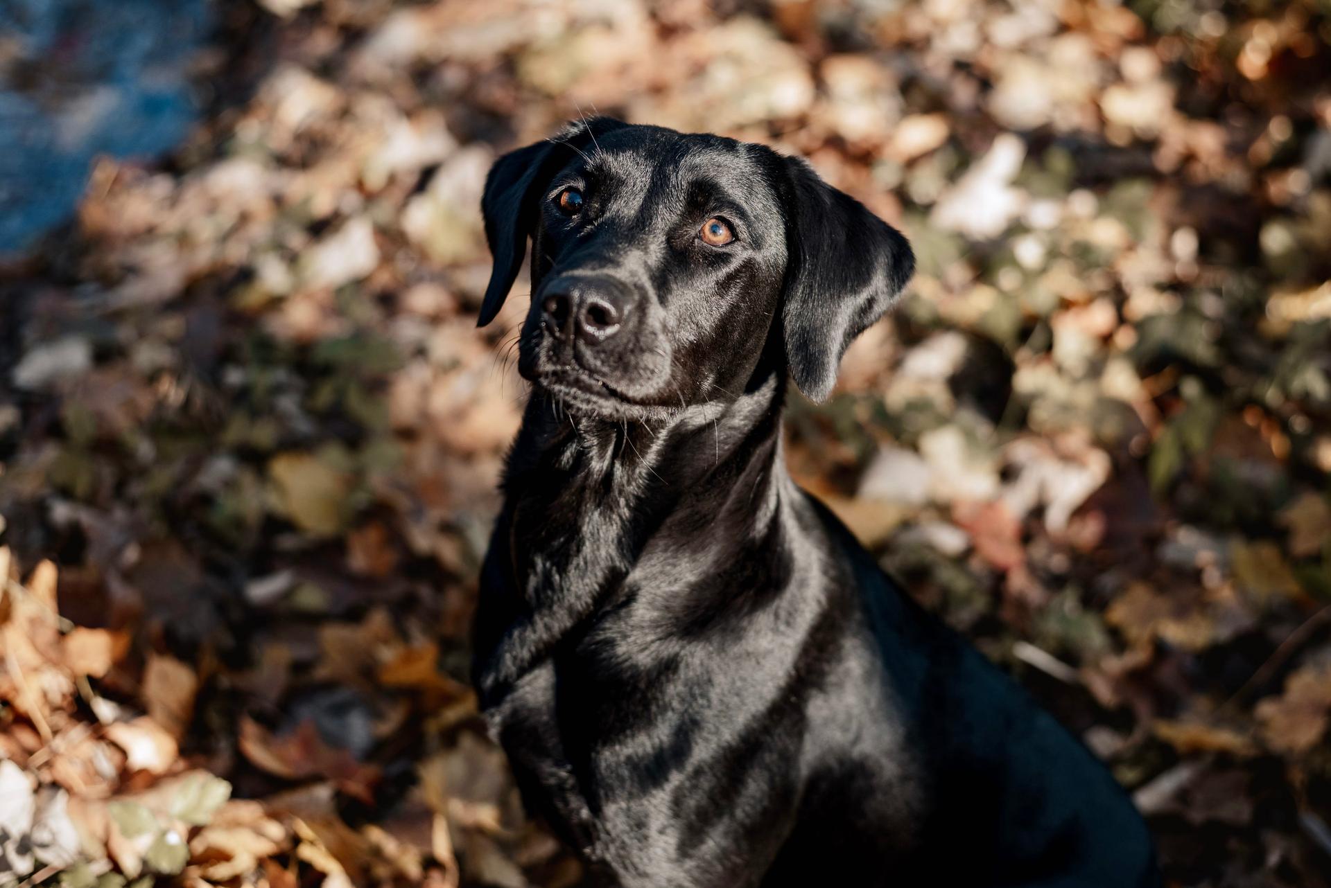 Meadowhunter Labrador Retriever