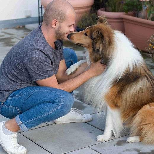 Collies vom Meggenried