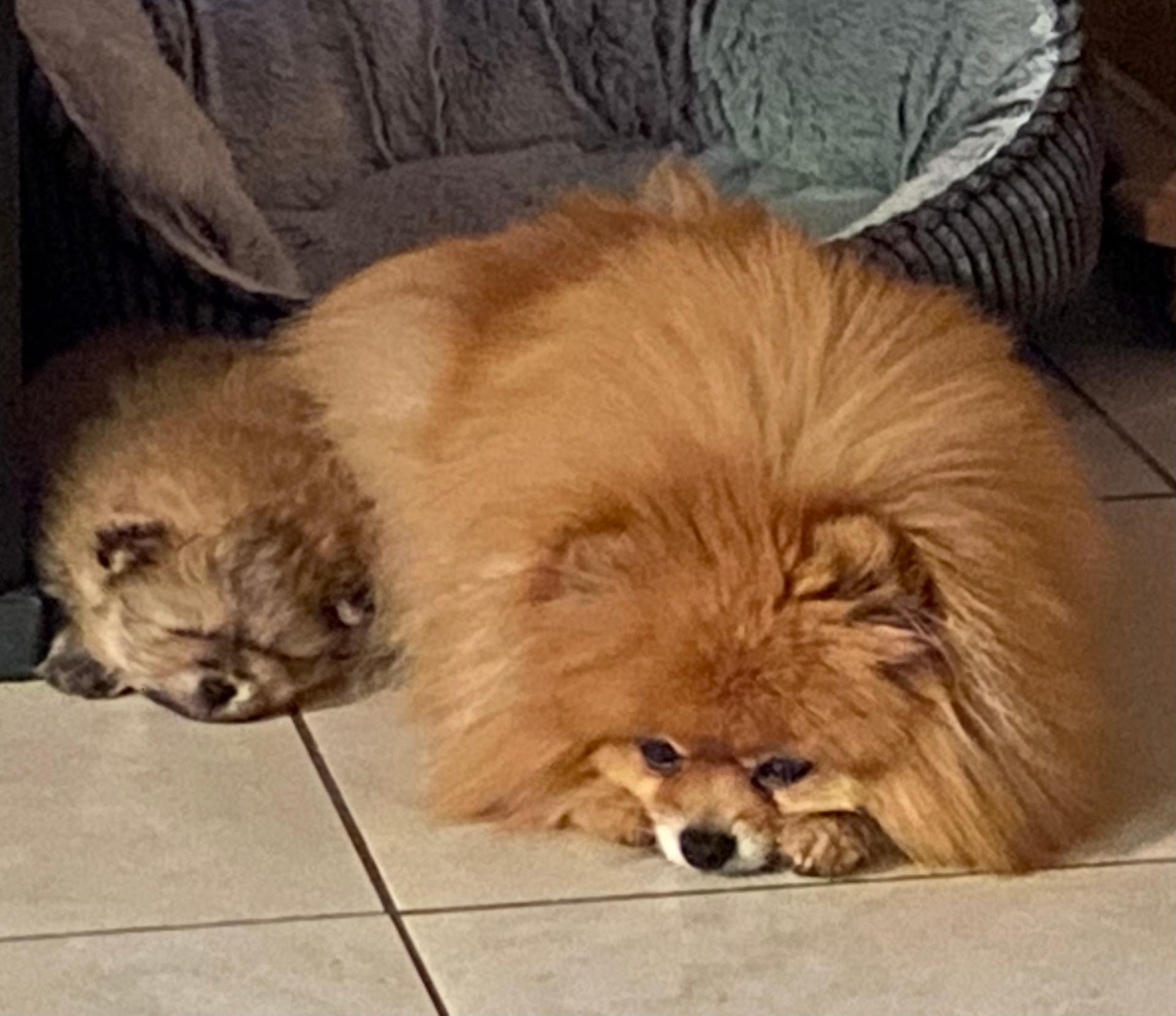 Zwergspitz und Bolonka Zwetna Züchter in Niedersachsen