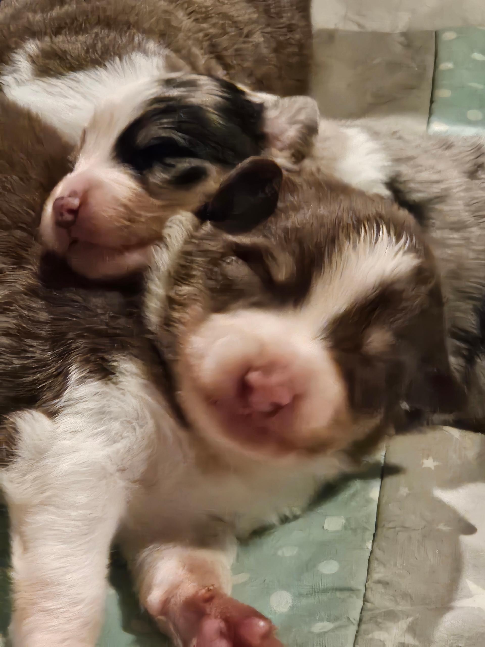 Wellvet Australian Shepherd 