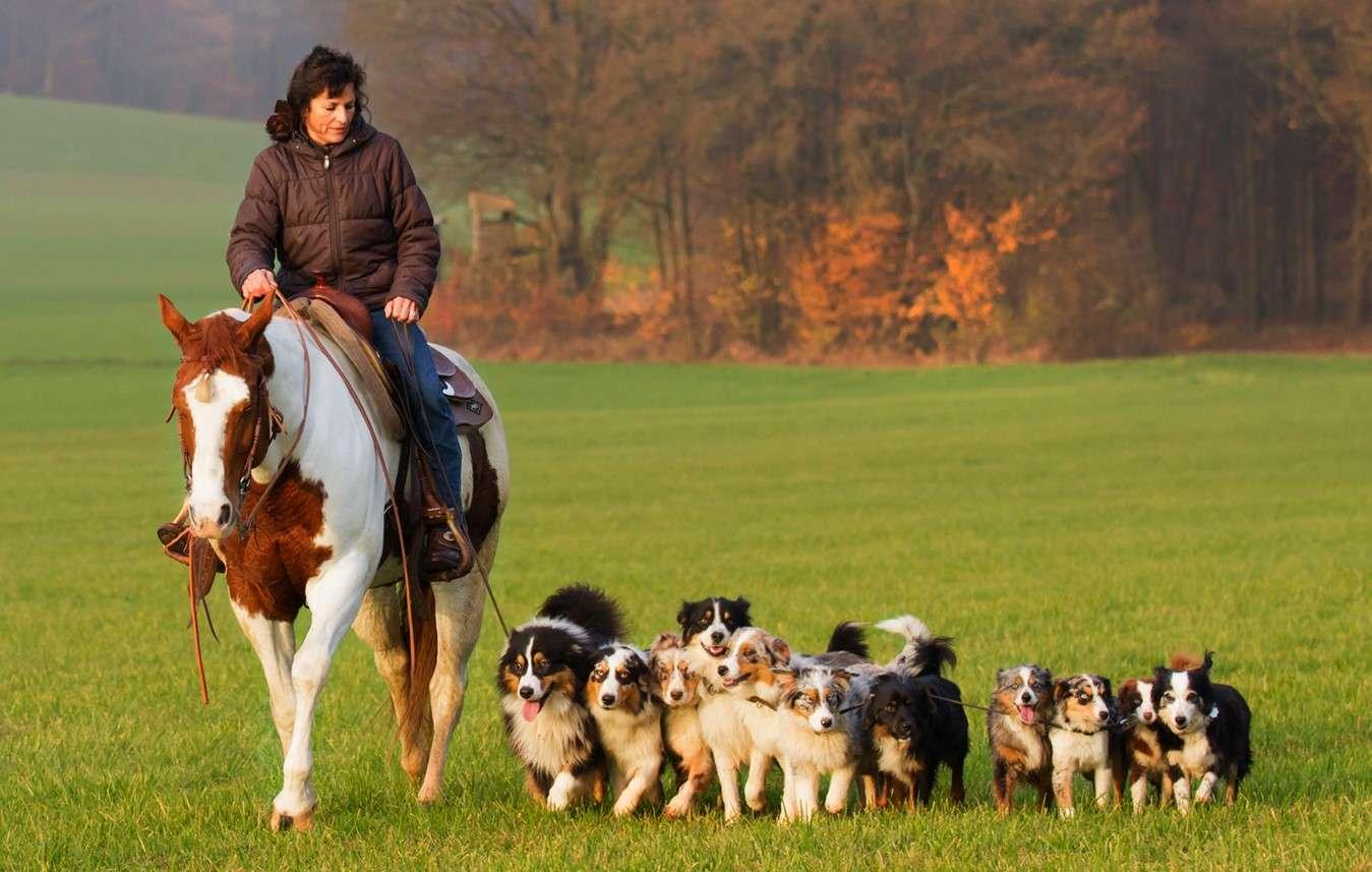 Ayers Rock Australian Shepherdzucht
