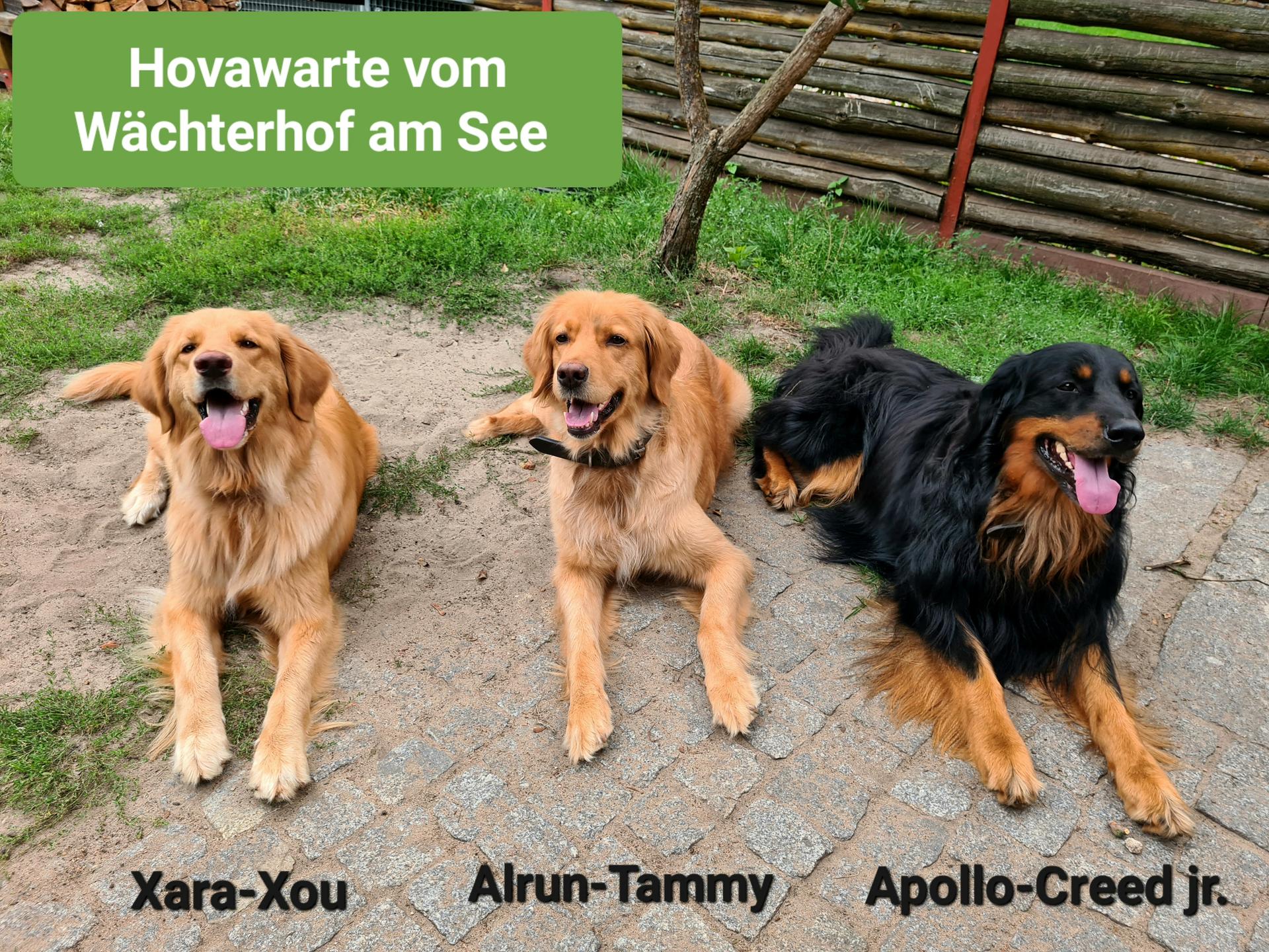 Hovawarte vom Seddiner See 