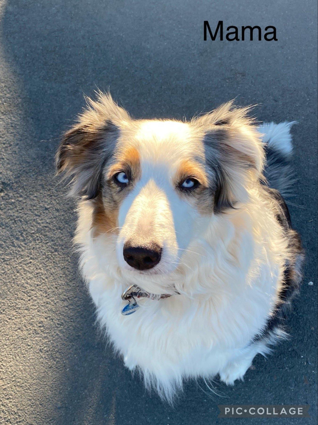 Reinrassige Australien Shepherds in Steinfeld 