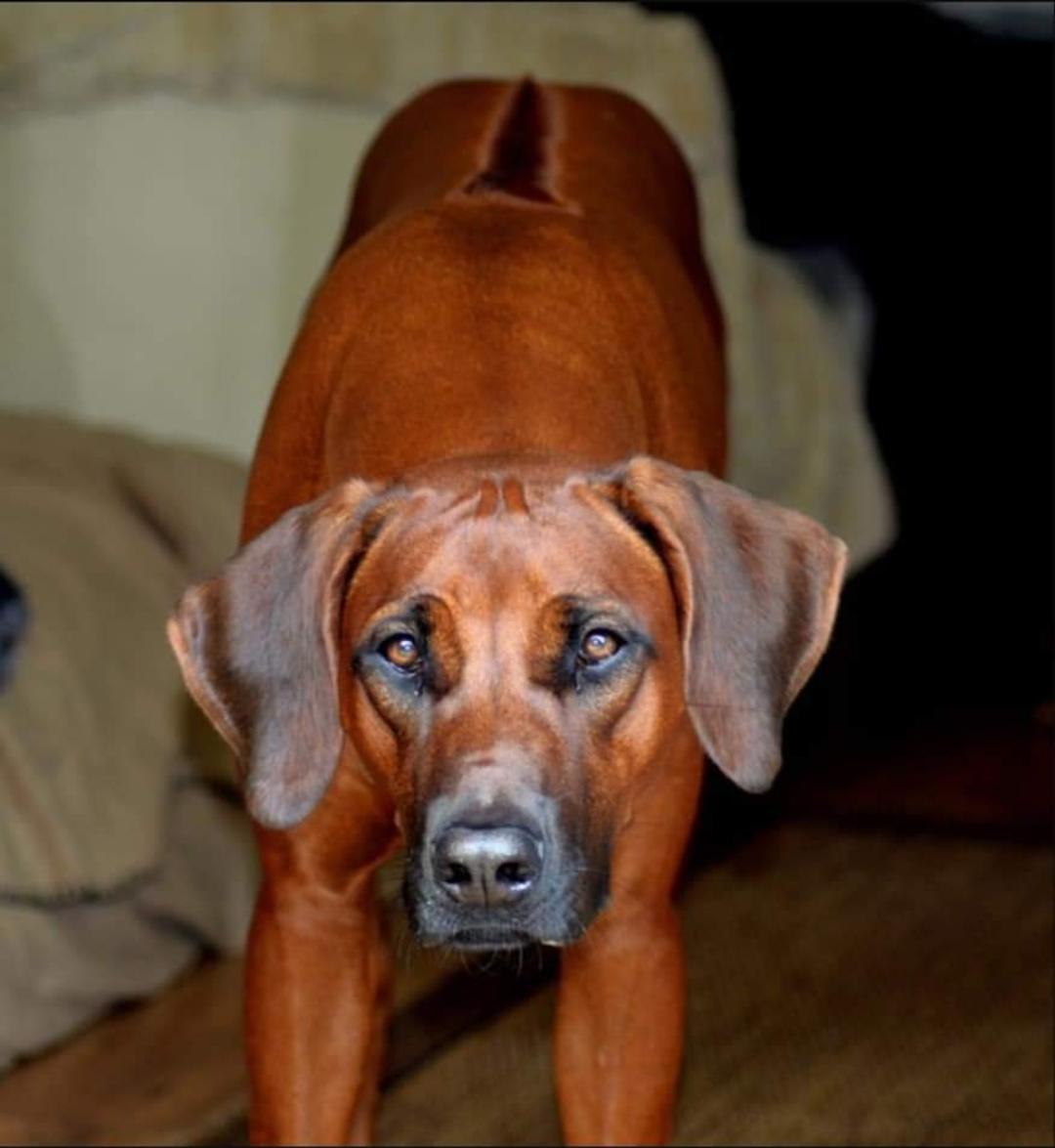 Kennel from Rhodesian Spirit 