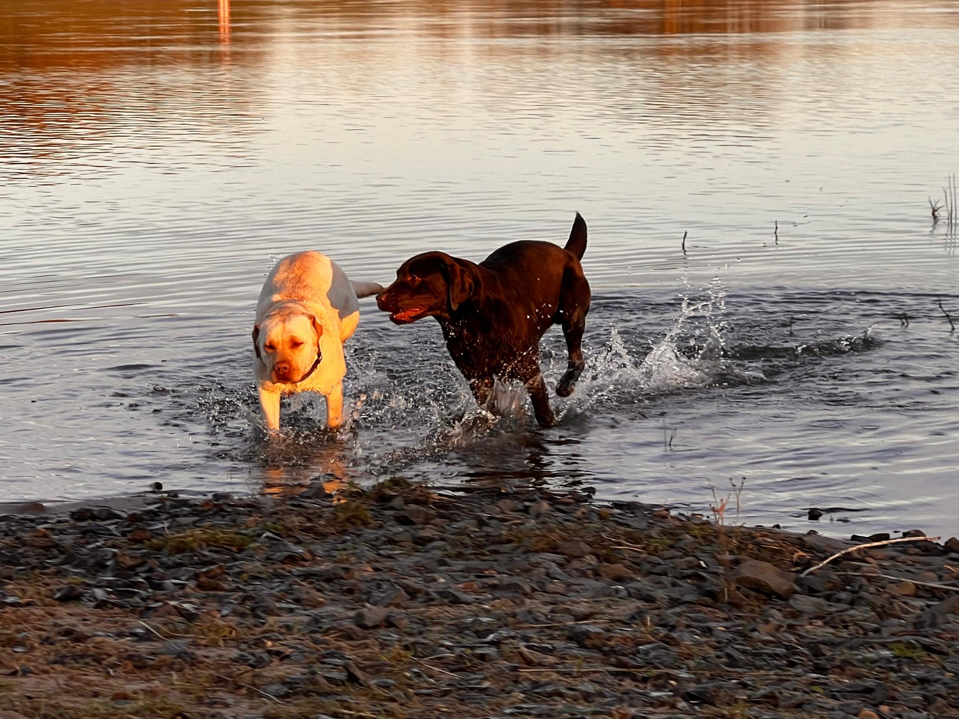 Labrador mit Herz u Verstand 