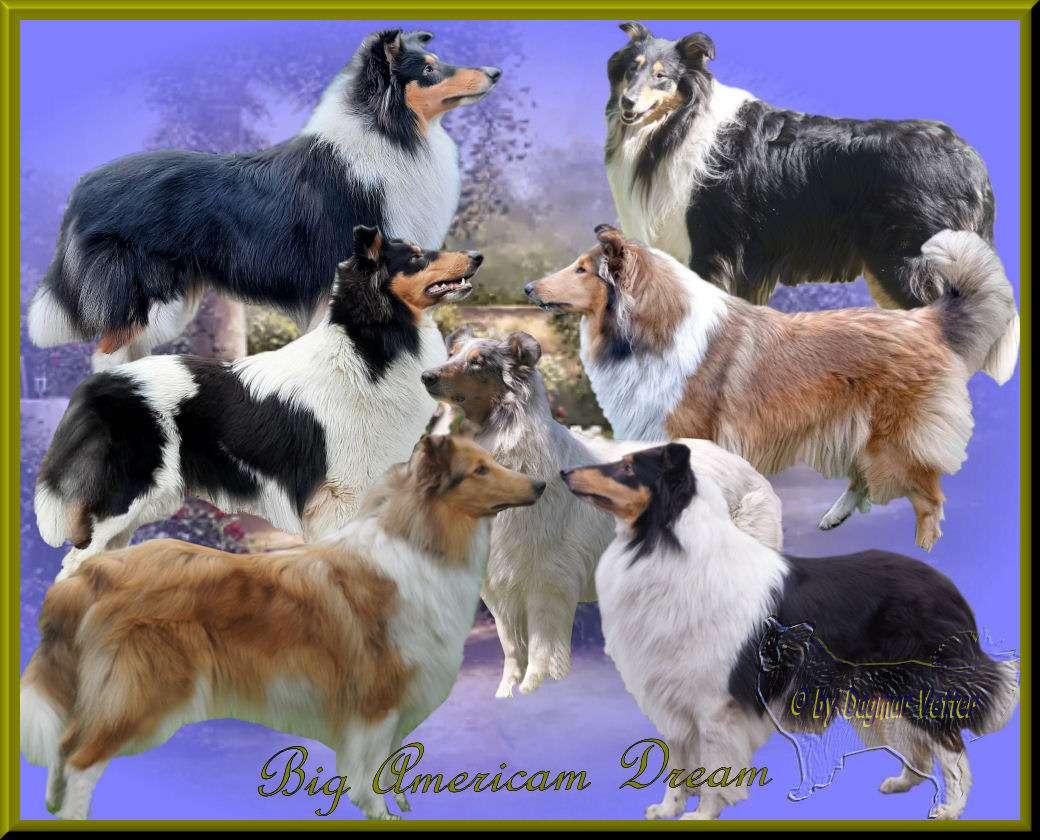 Collies from Big American Dream