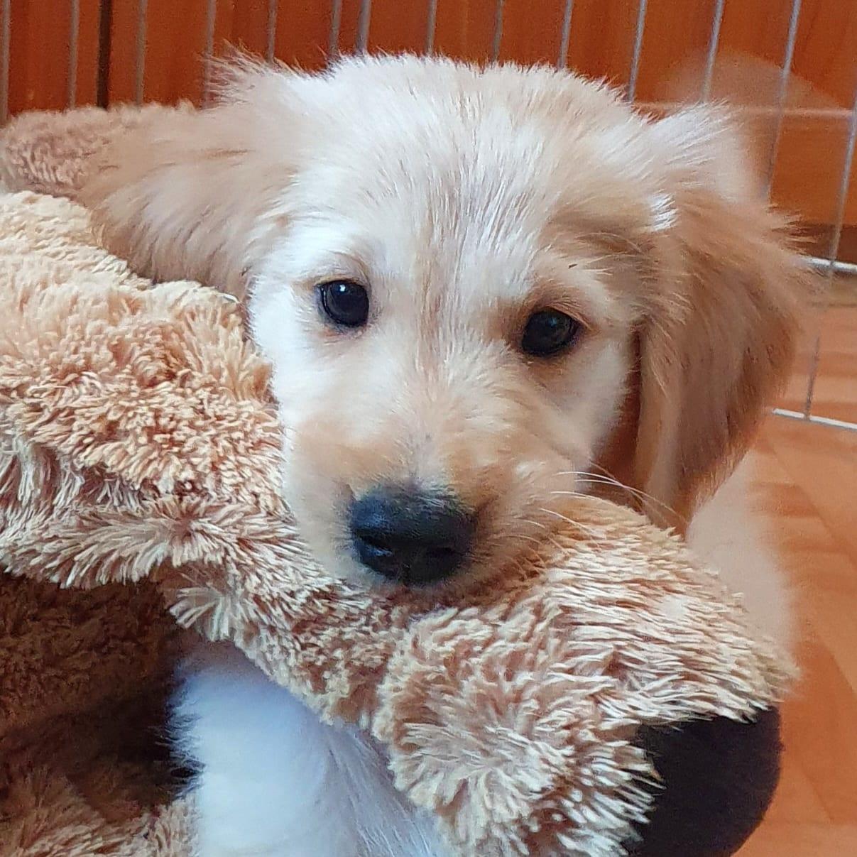 Flats of the Bavarian Forest 