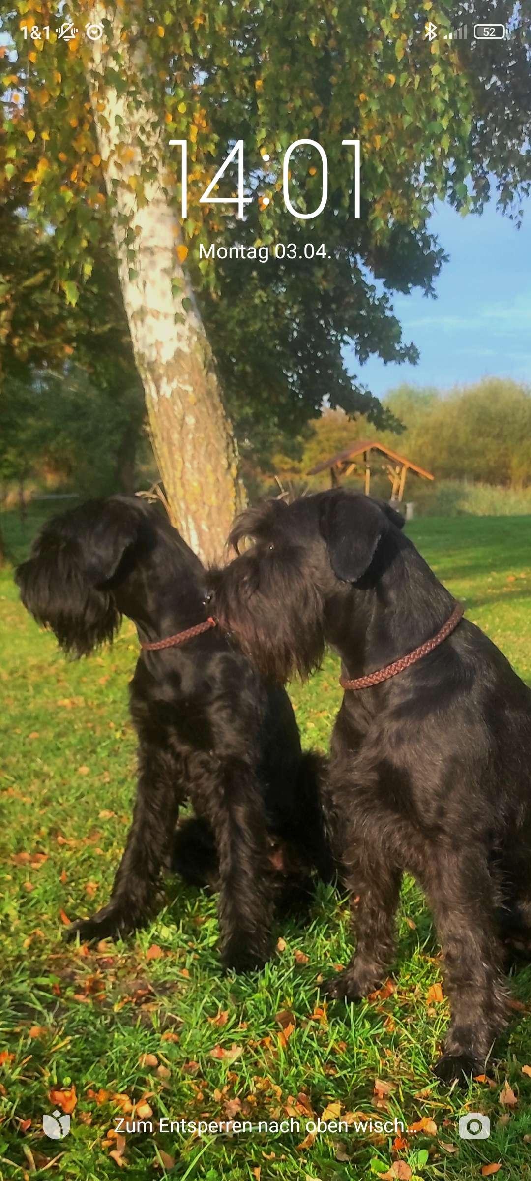 Riesenschnauzer vom Stall Puskeiler