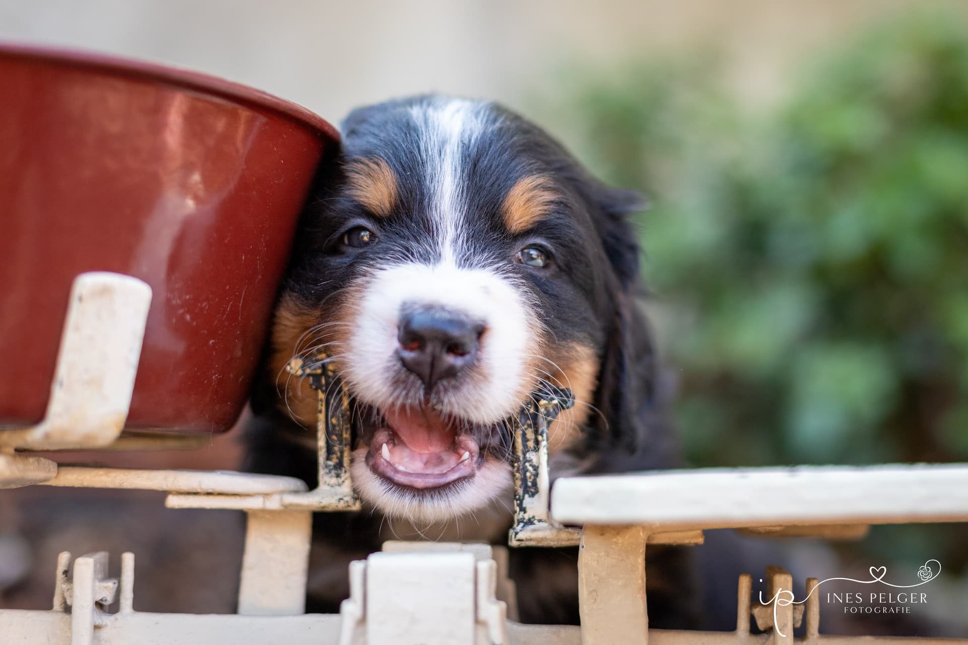 Berner Sennen vom Farrnbachgrund