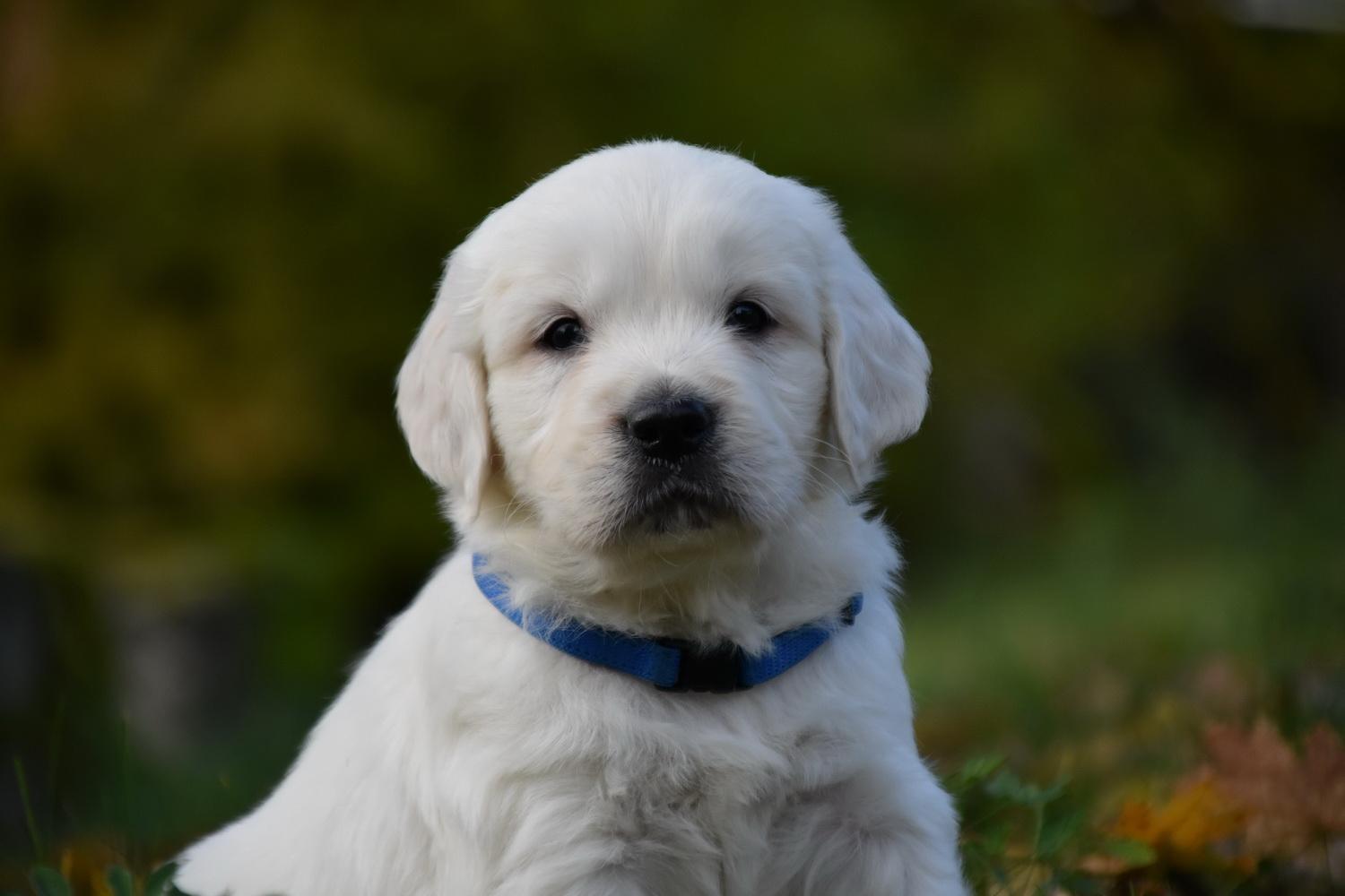 Golden Retriever of Rough Diamond