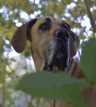 Deutsche Doggen vom Heiligental 