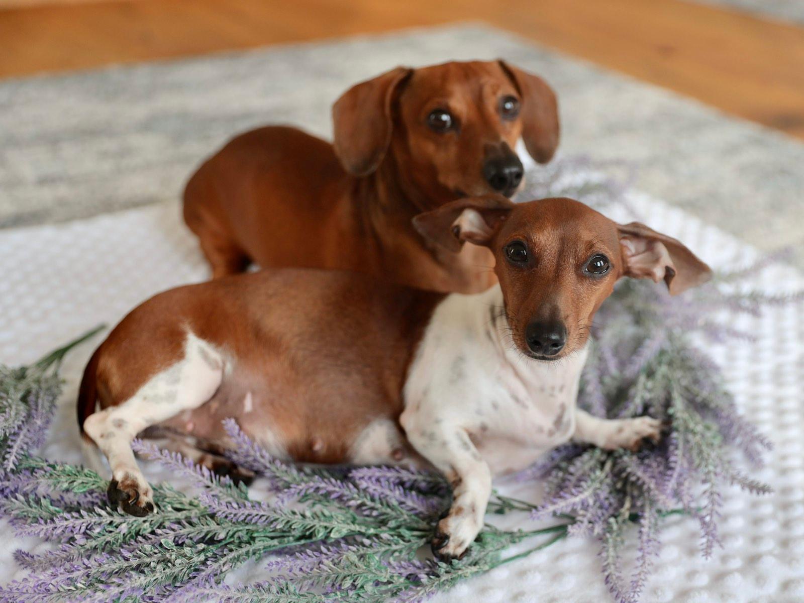 Dackel Puppies from Meckel