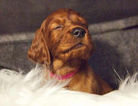 Irish red Setter "fighting irish´s"