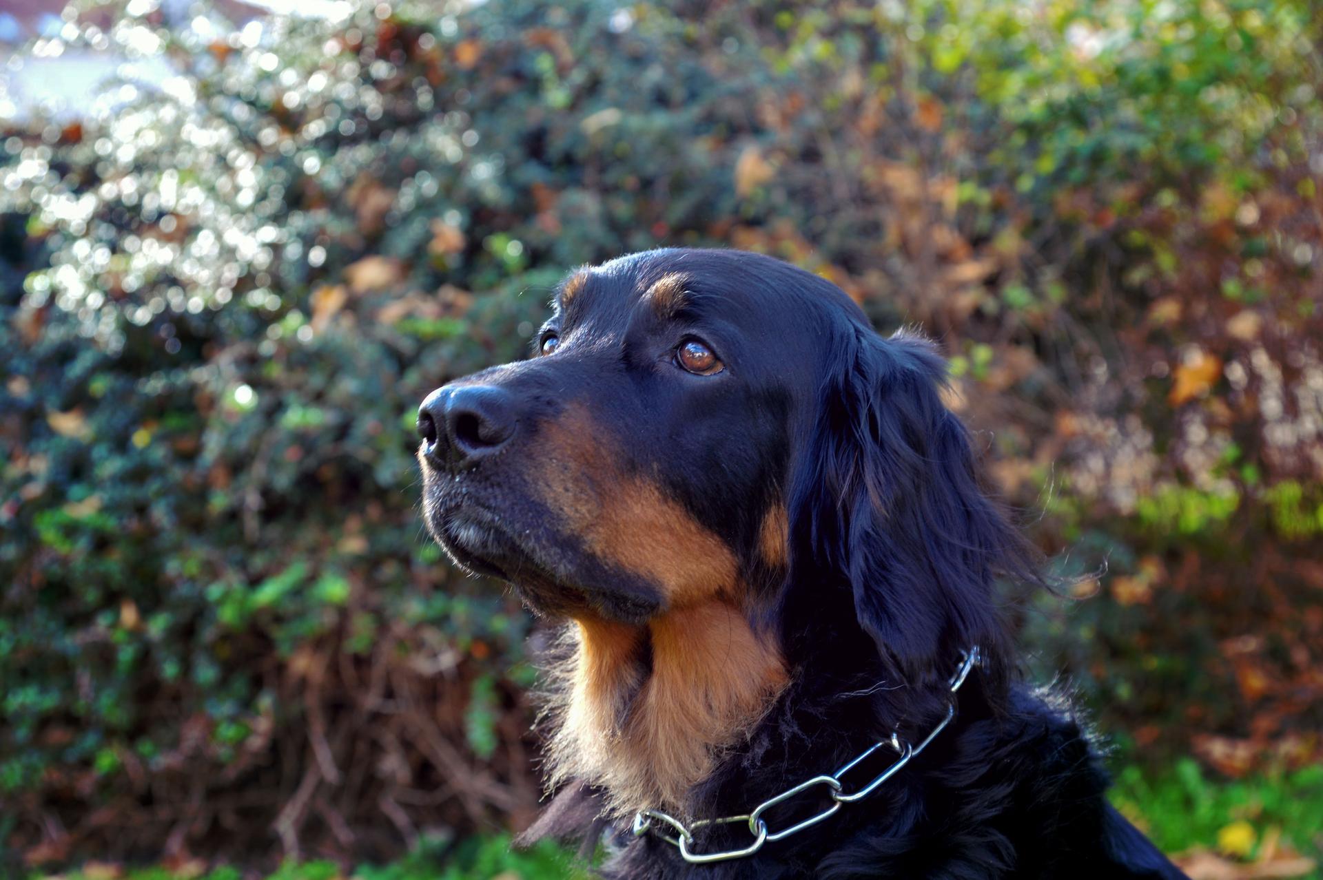 Hovawarte vom Fährhof