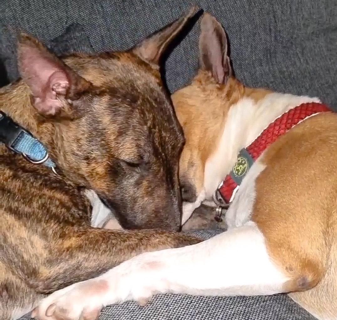 Miniature Bull Terrier Kennel Fortunam Temptare 