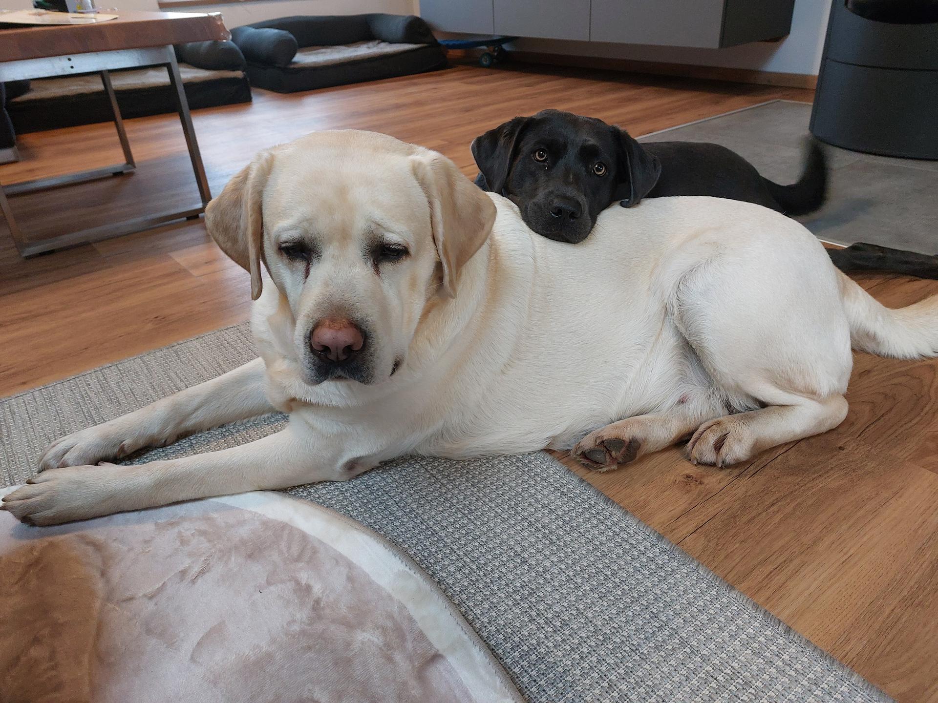 Labradorzucht von der Innriverranch 