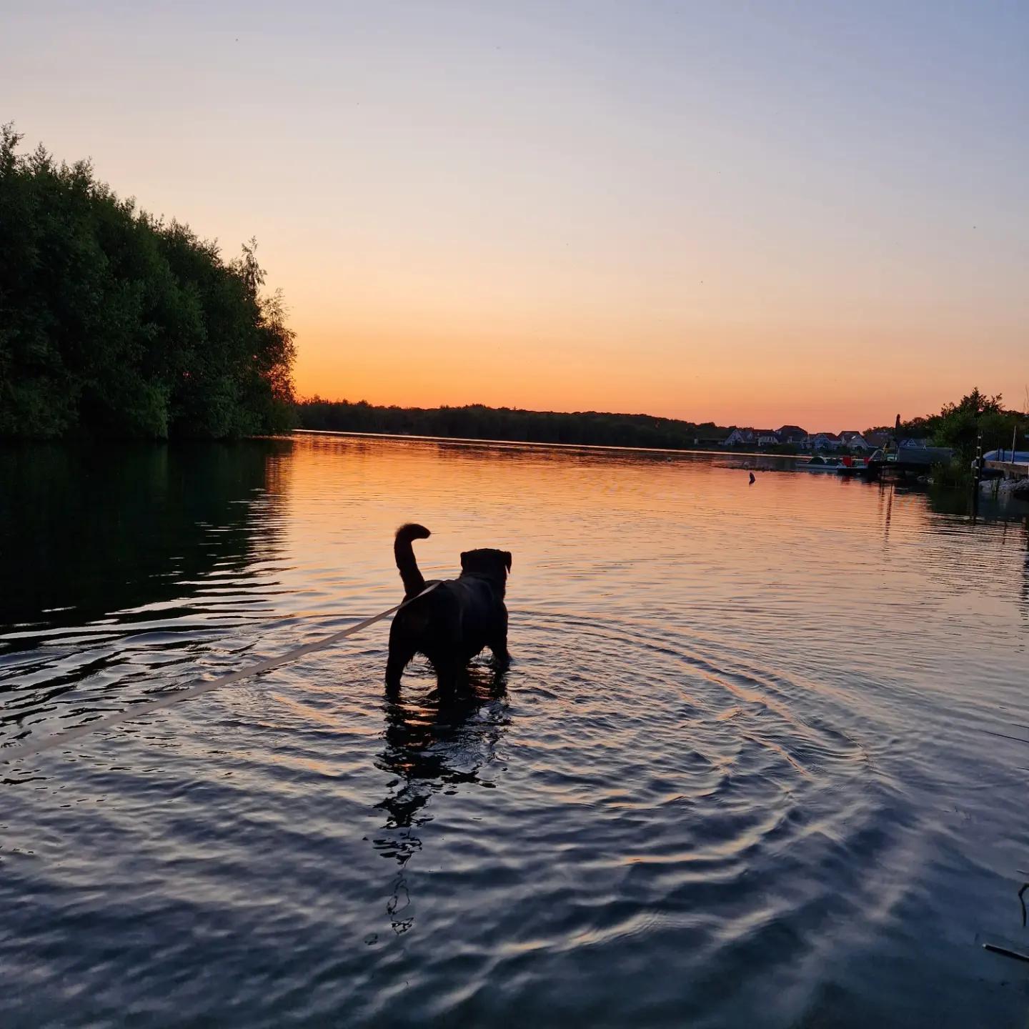Rottweiler vom Blasheimer Markt 
